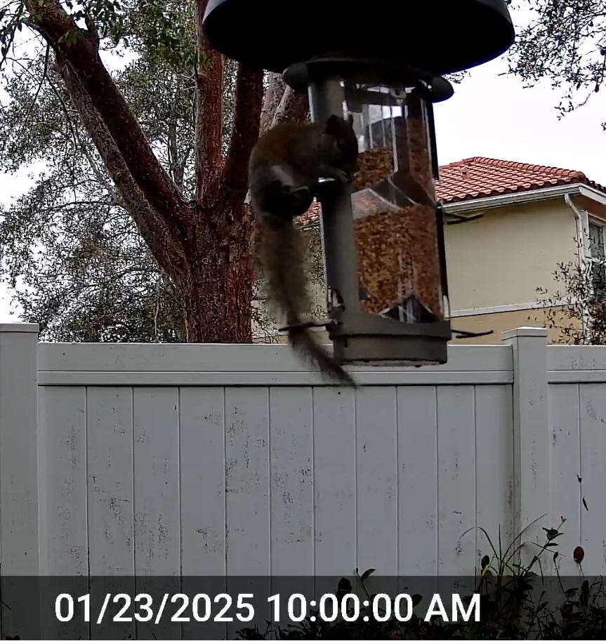 A real photo of  Squirrel-X X1 Squirrel-Resistant Bird Feeder with Spring-Loaded Perches - 4.2   lb by ViperMageEx (1)