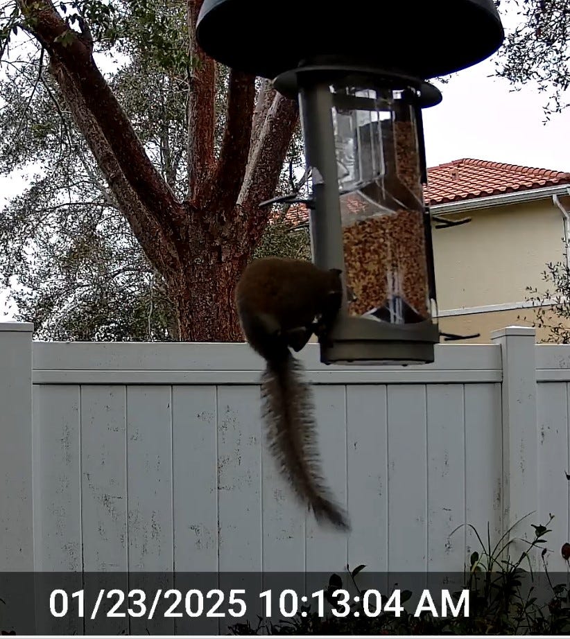 A real photo of  Squirrel-X X1 Squirrel-Resistant Bird Feeder with Spring-Loaded Perches - 4.2   lb by ViperMageEx (2)