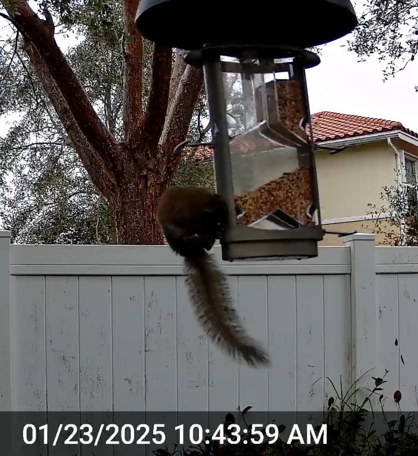 A real photo of  Squirrel-X X1 Squirrel-Resistant Bird Feeder with Spring-Loaded Perches - 4.2   lb by ViperMageEx (3)