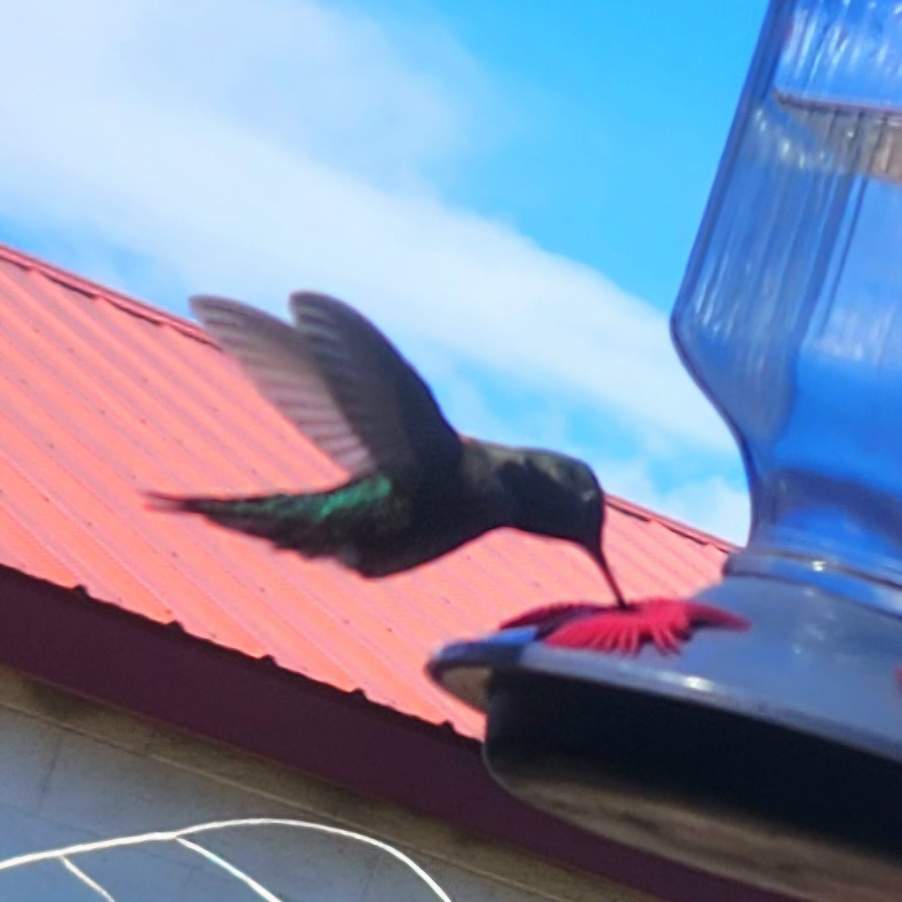 A real photo of Perky-Pet® Lavender Field Top-Fill Glass Hummingbird Feeder by C (1)
