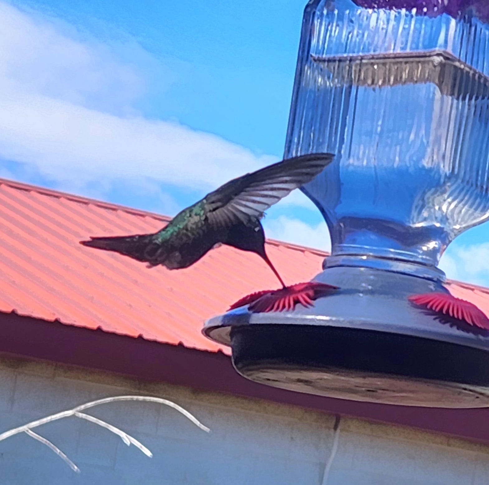 A real photo of Perky-Pet® Lavender Field Top-Fill Glass Hummingbird Feeder by C (2)