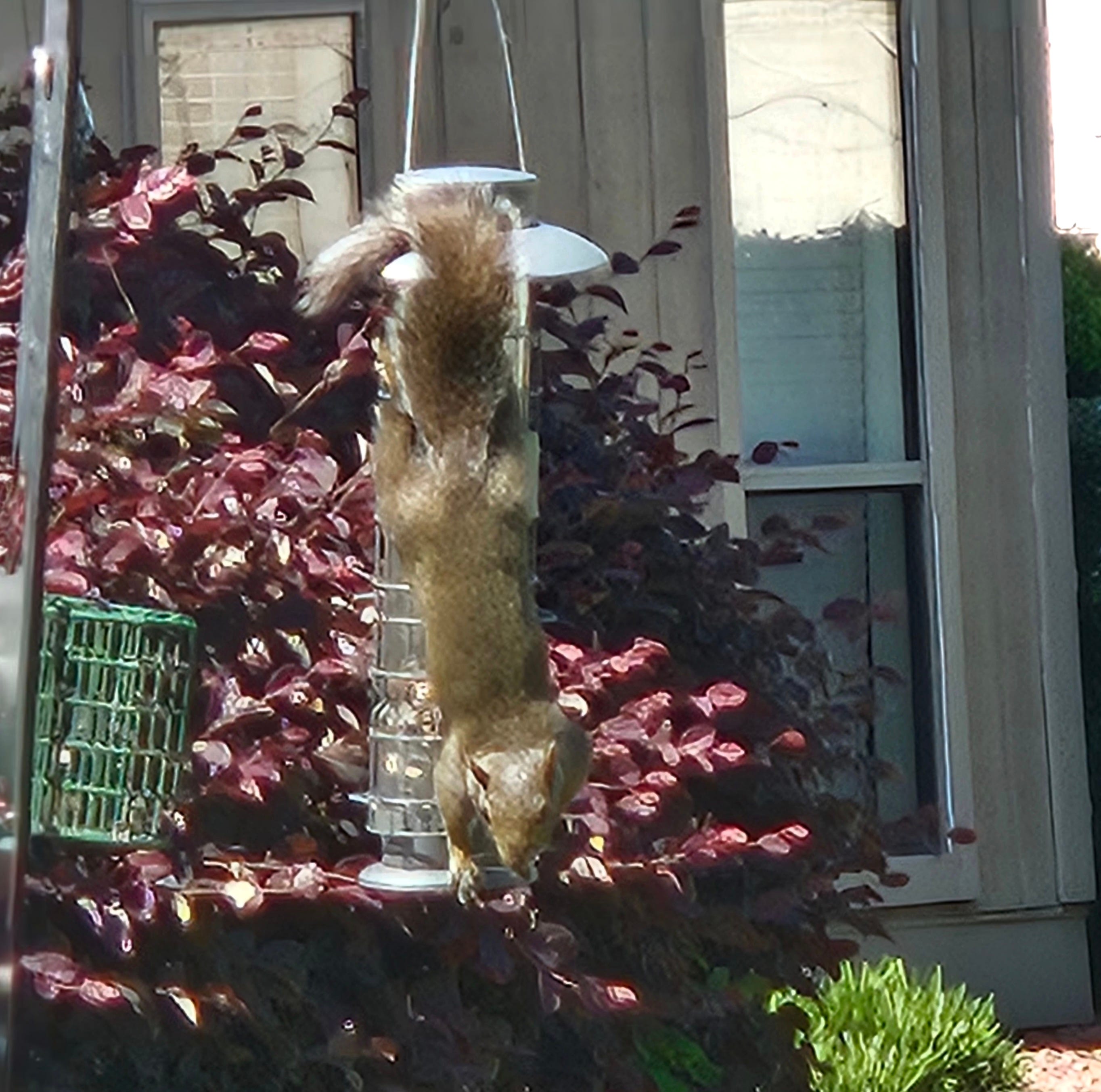A real photo of  Squirrel-X X1 Squirrel-Resistant Bird Feeder with Spring-Loaded Perches - 4.2   lb by Jail break (1)