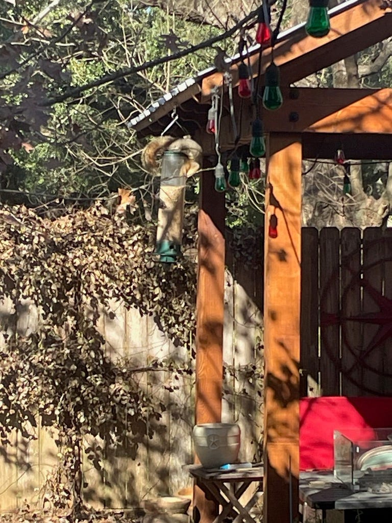A real photo of Droll Yankees® Yankee Flipper® Squirrel-Proof Bird Feeder - 5 lb by Koko (2)