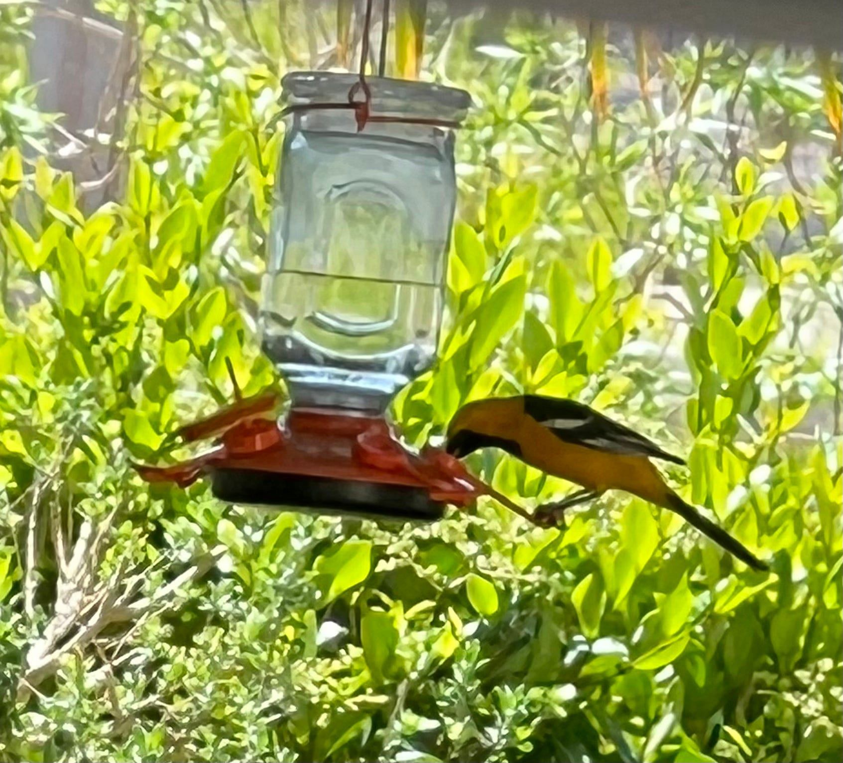 A real photo of Perky-Pet® Oriole Top-Fill Feeder by bugg (2)