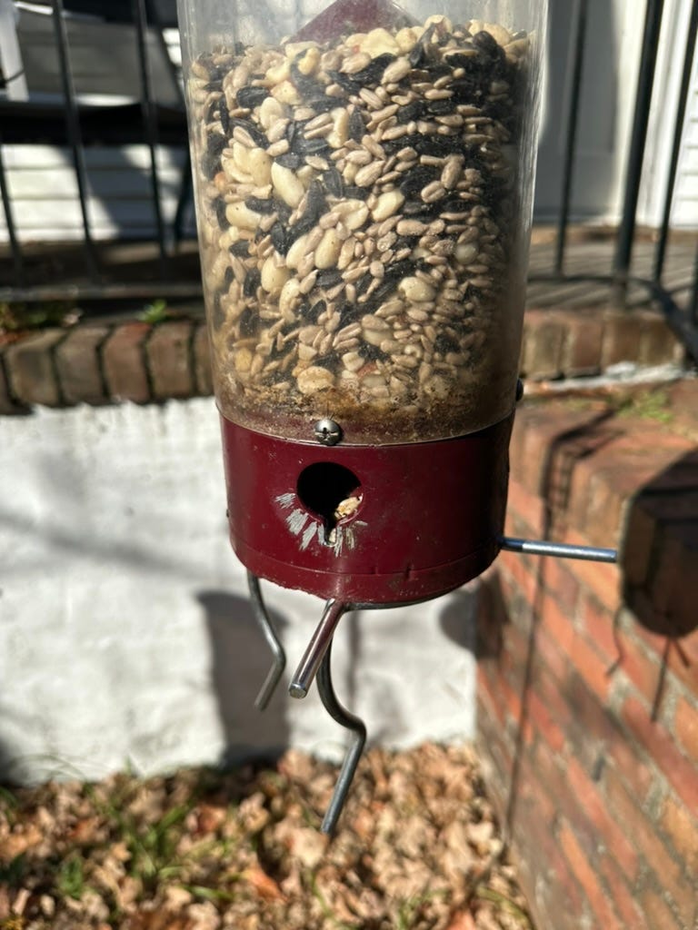 A real photo of  Droll Yankees® Yankee Whipper® Squirrel-Proof Bird Feeder - 5 lb by bird feeder (1)