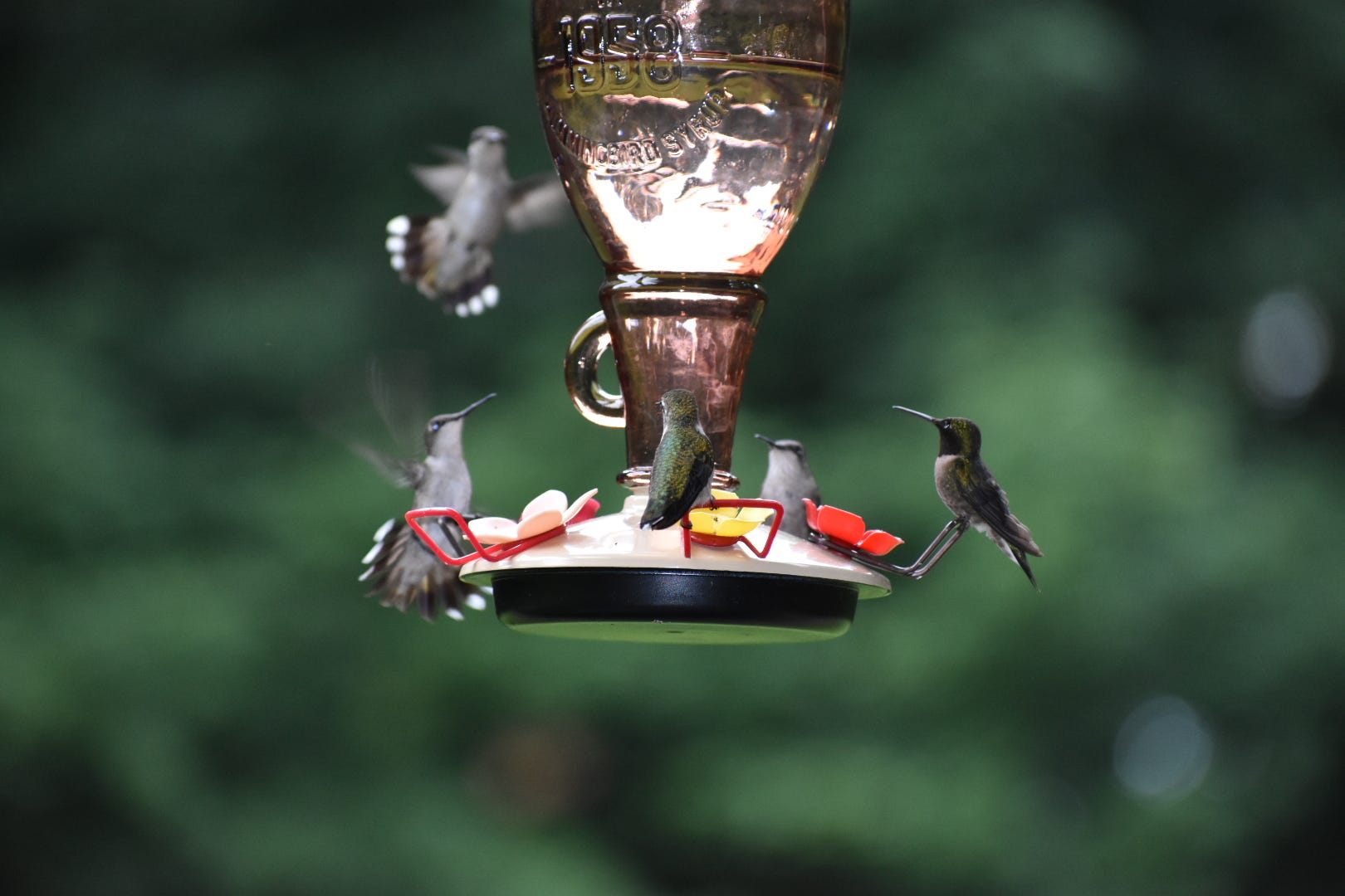 A real photo of Perky-Pet® Sugar Maple Top-Fill Glass Hummingbird Feeder by SLM (2)