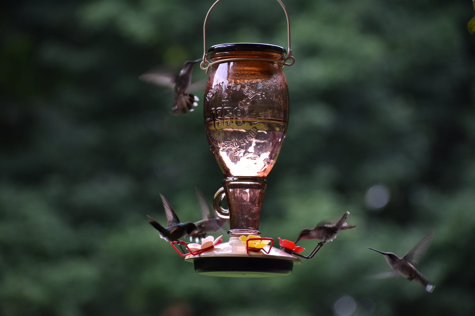 A real photo of Perky-Pet® Sugar Maple Top-Fill Glass Hummingbird Feeder by SLM (1)