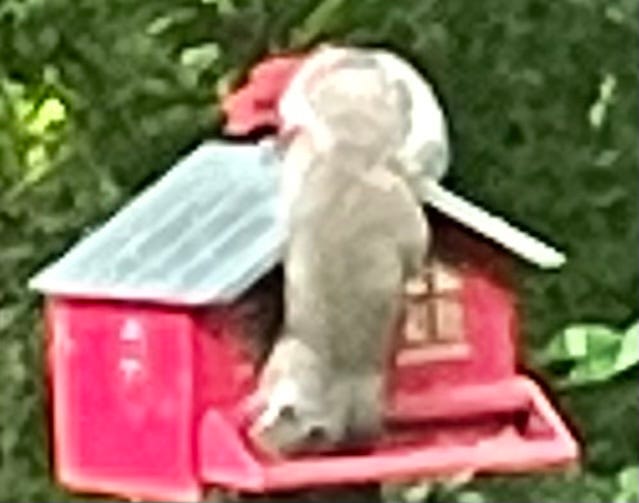 A real photo of Perky-Pet® Squirrel-Be-Gone II Country House Wild Bird Feeder  by JC (1)