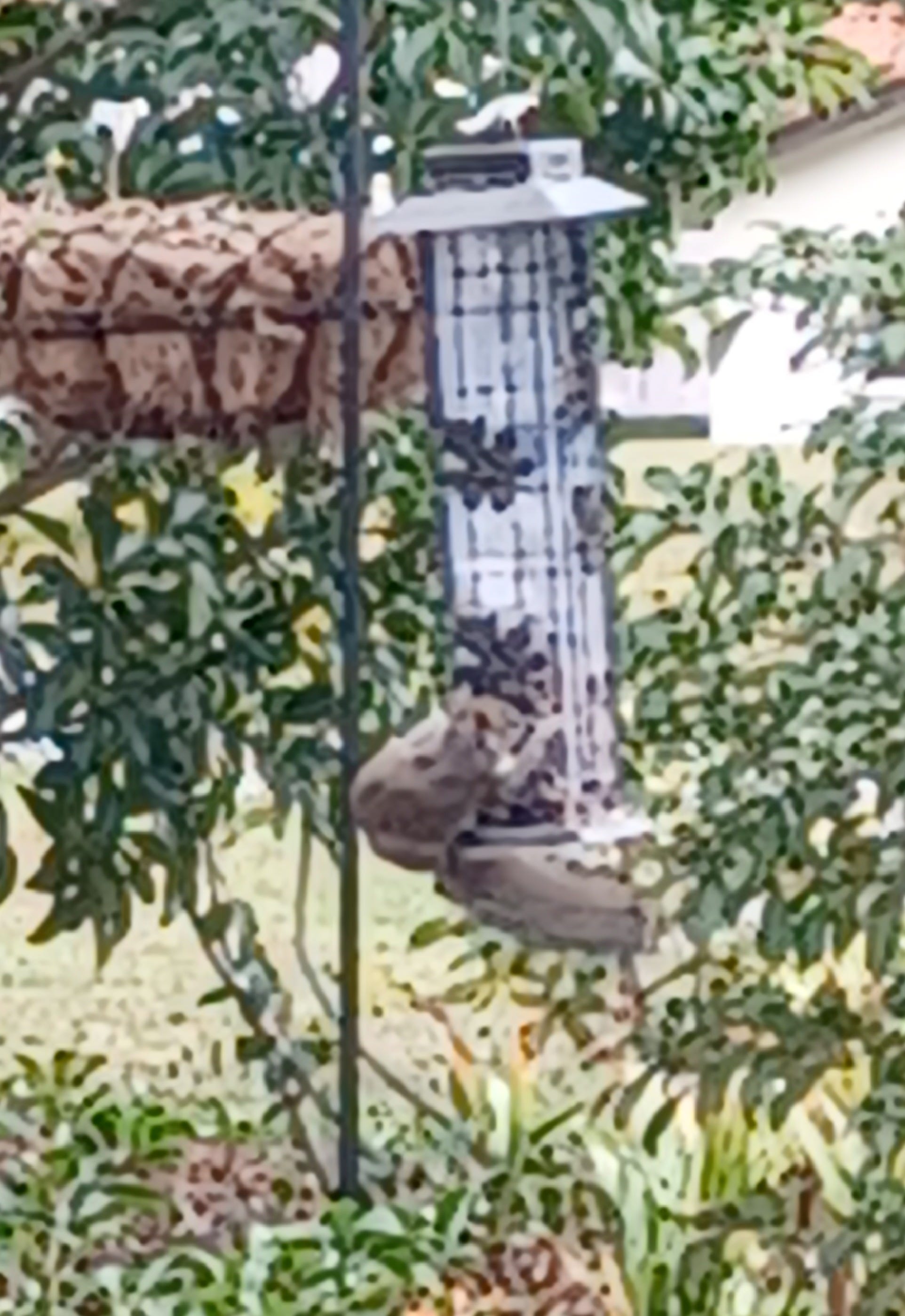 A real photo of  Perky-Pet® Squirrel-Be-Gone® Wild Bird Feeder by Luann (2)