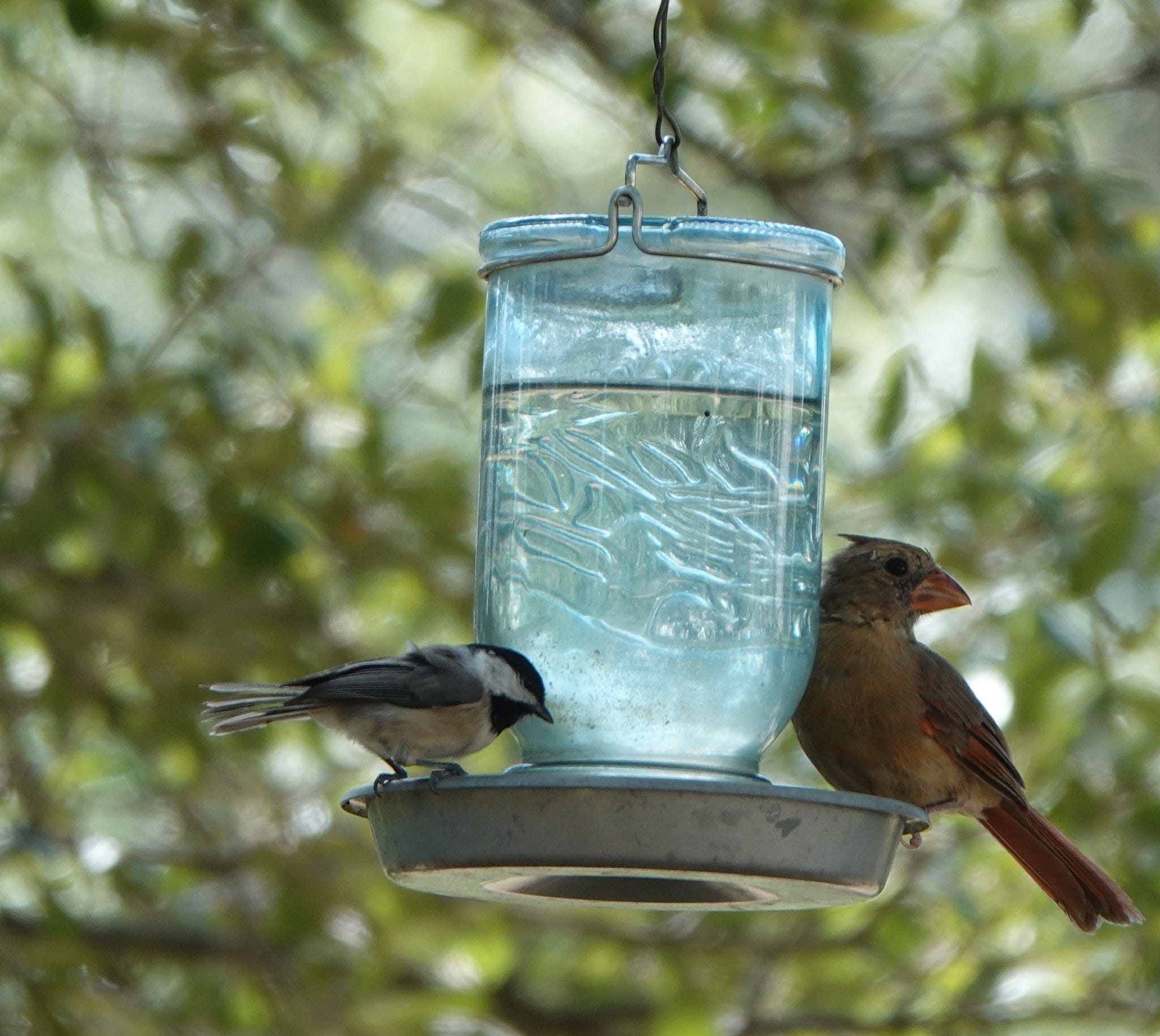 A real photo of  Perky-Pet® Mason Jar Wild Bird Waterer by JJnTX (2)
