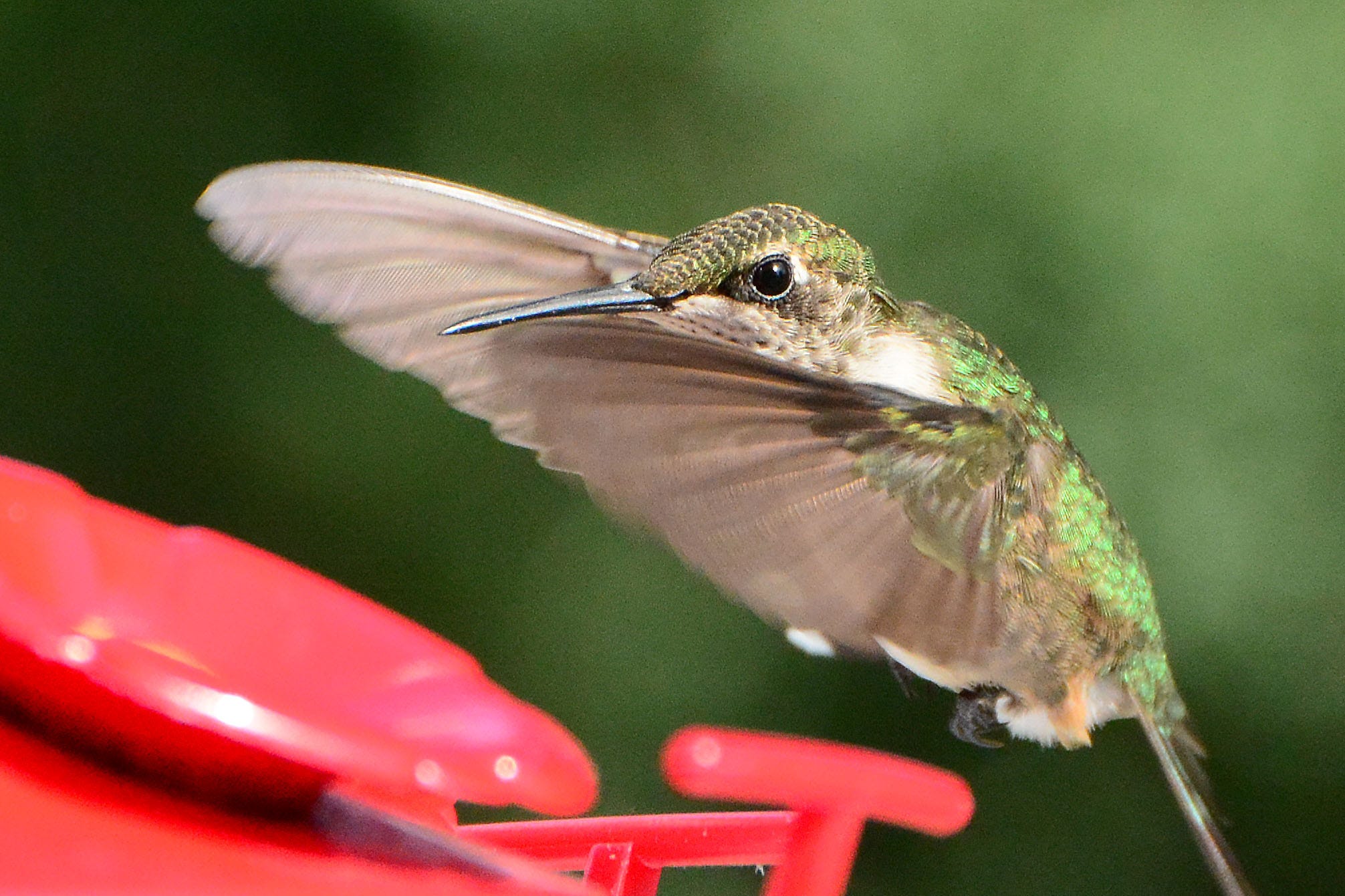 A real photo of Perky-Pet® Grand Master Plastic Hummingbird Feeder by Hank (1)