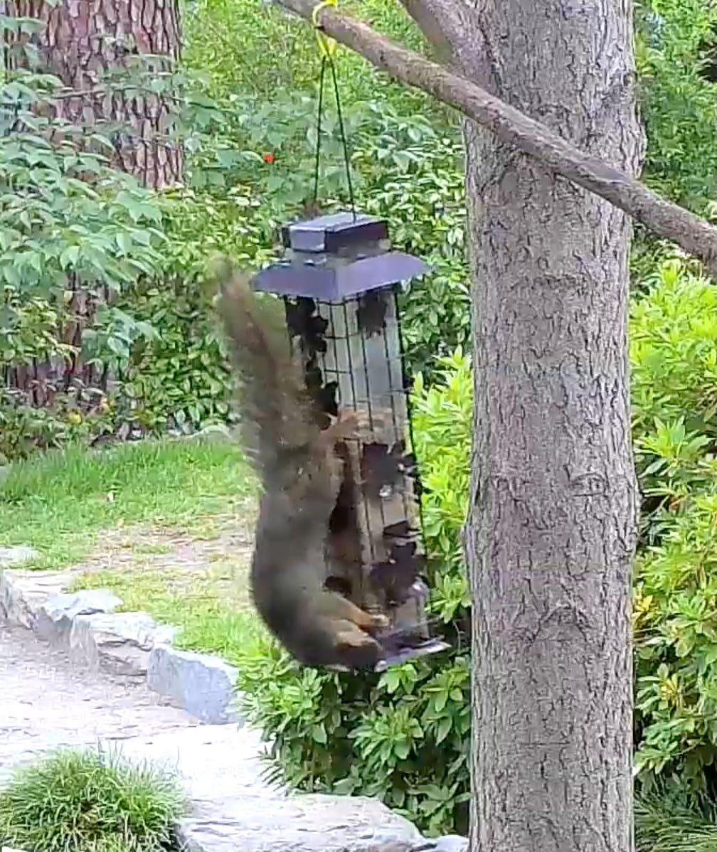 A real photo of Perky-Pet® Squirrel-Be-Gone® Wild Bird Feeder by JK (1)