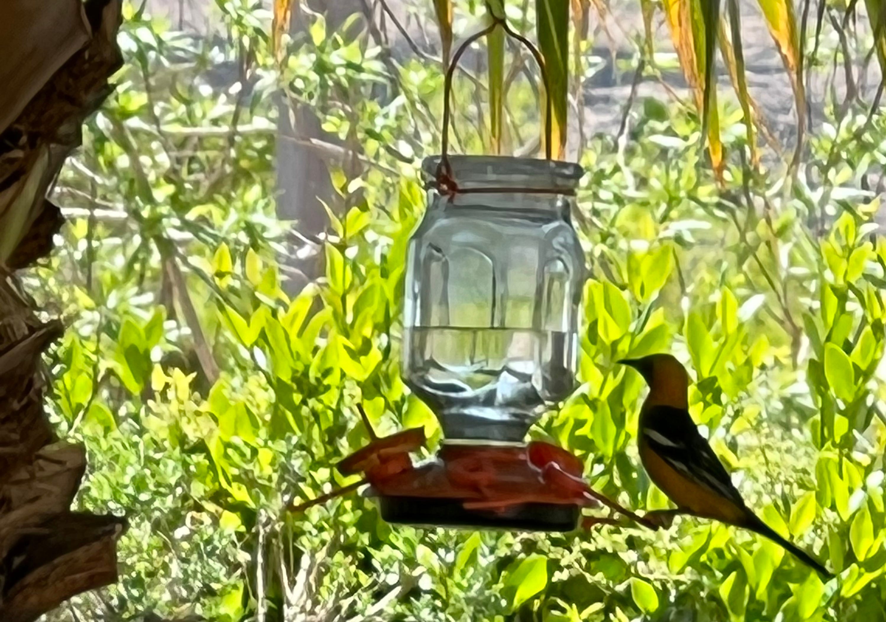 A real photo of Perky-Pet® Oriole Top-Fill Feeder by bugg (1)