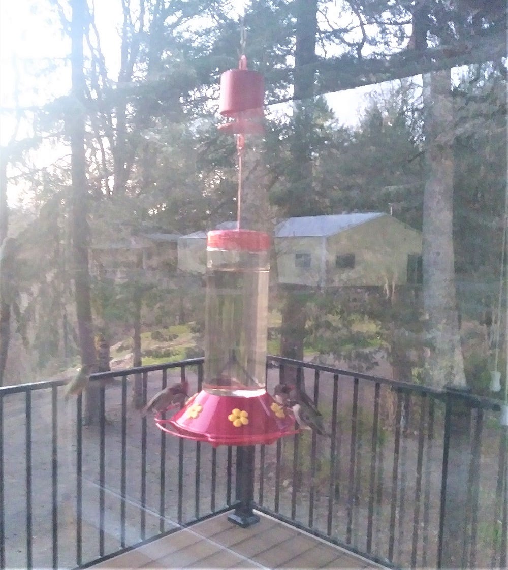 A real photo of Perky-Pet® AntGuard® by Sam (1)