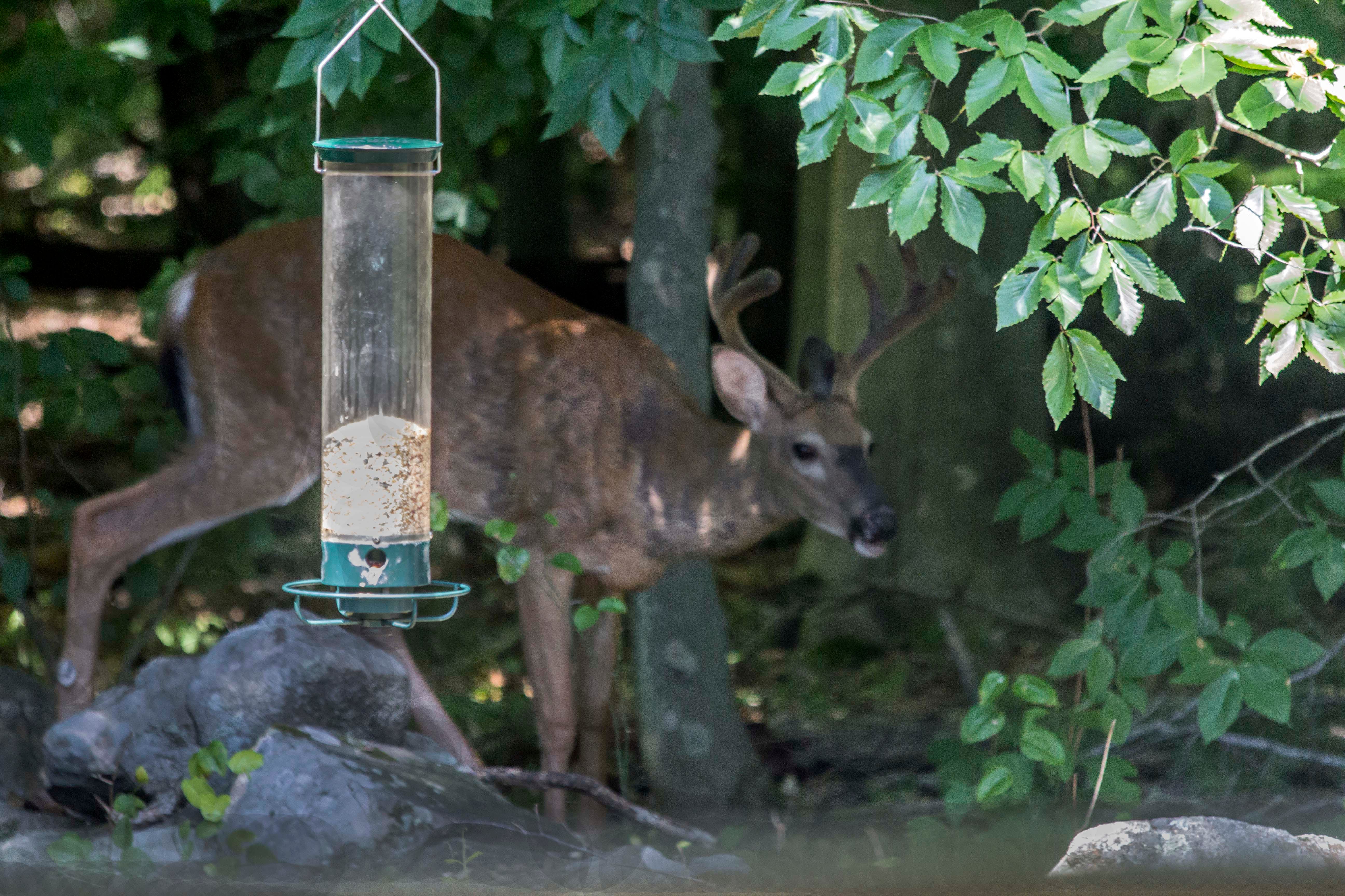 A real photo of  Droll Yankees® Yankee Flipper® Squirrel-Proof Bird Feeder - 5 lb by Ron (5)