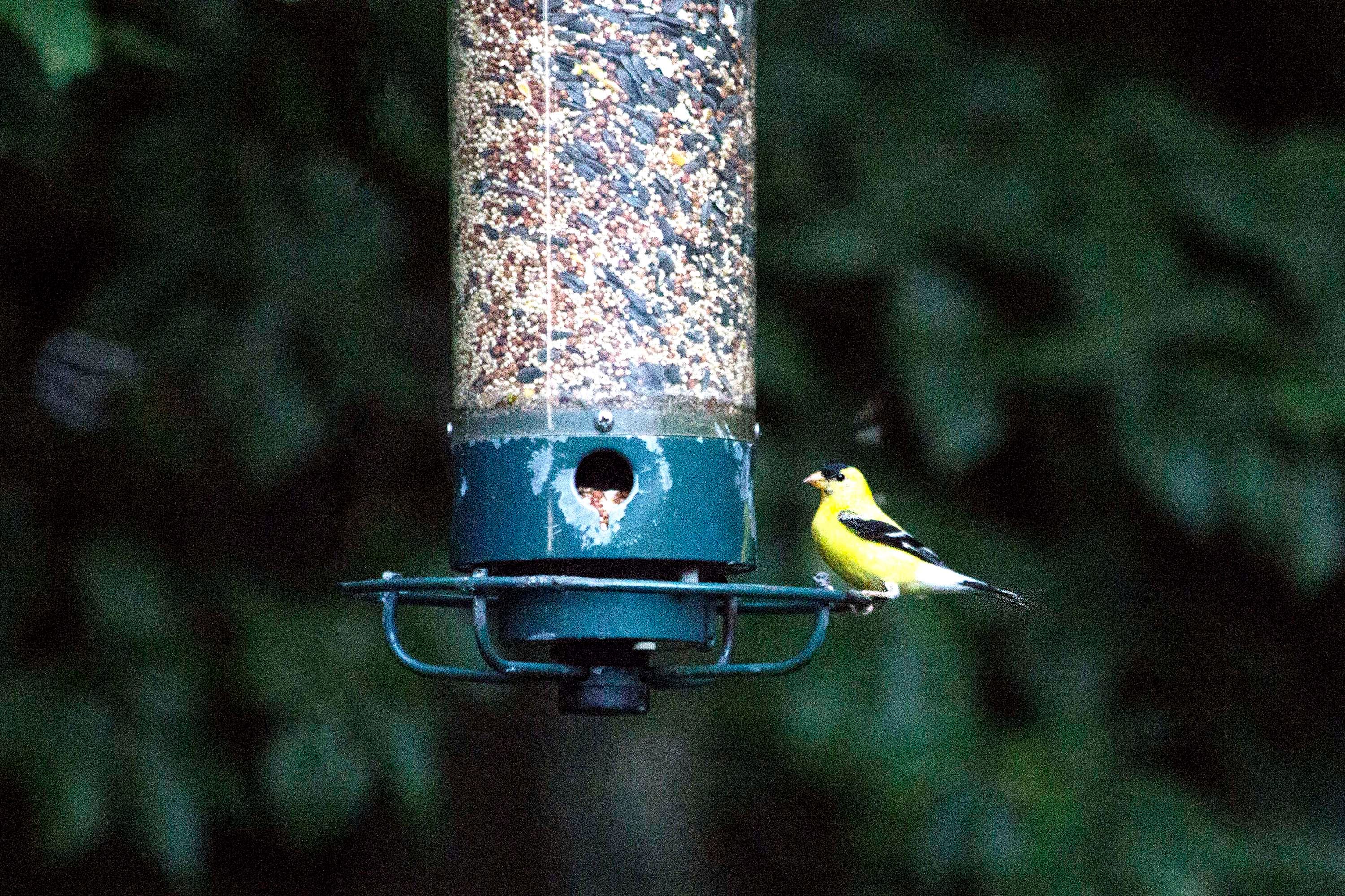 A real photo of  Droll Yankees® Yankee Flipper® Squirrel-Proof Bird Feeder - 5 lb by Ron (6)