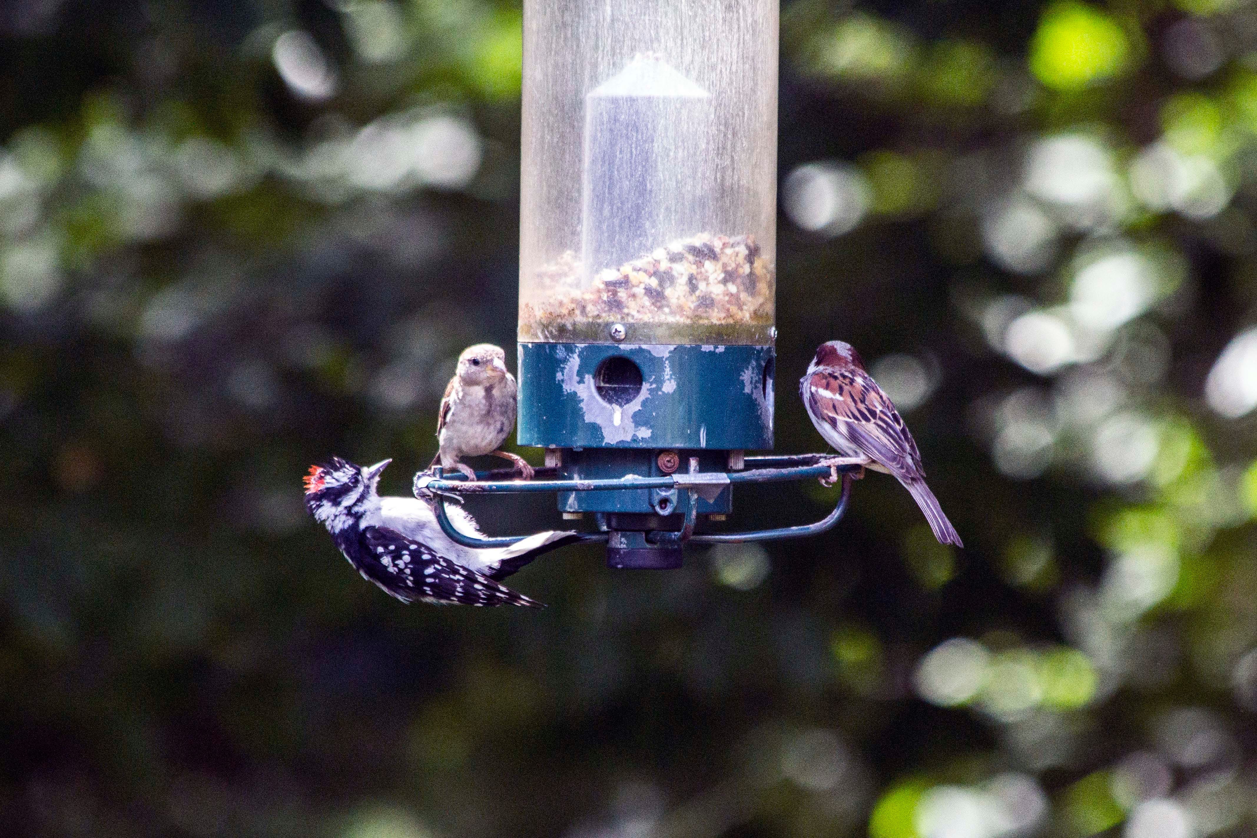 A real photo of  Droll Yankees® Yankee Flipper® Squirrel-Proof Bird Feeder - 5 lb by Ron (1)