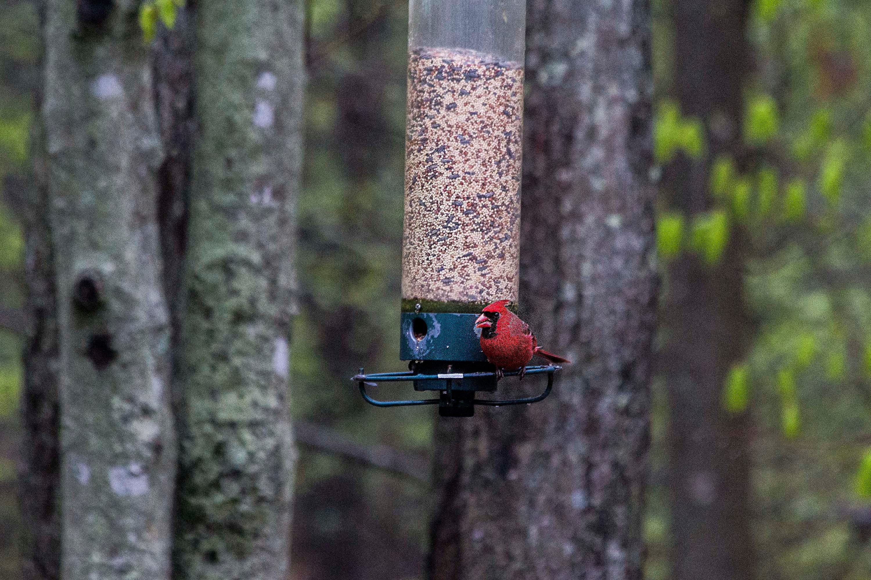 A real photo of  Droll Yankees® Yankee Flipper® Squirrel-Proof Bird Feeder - 5 lb by Ron (7)