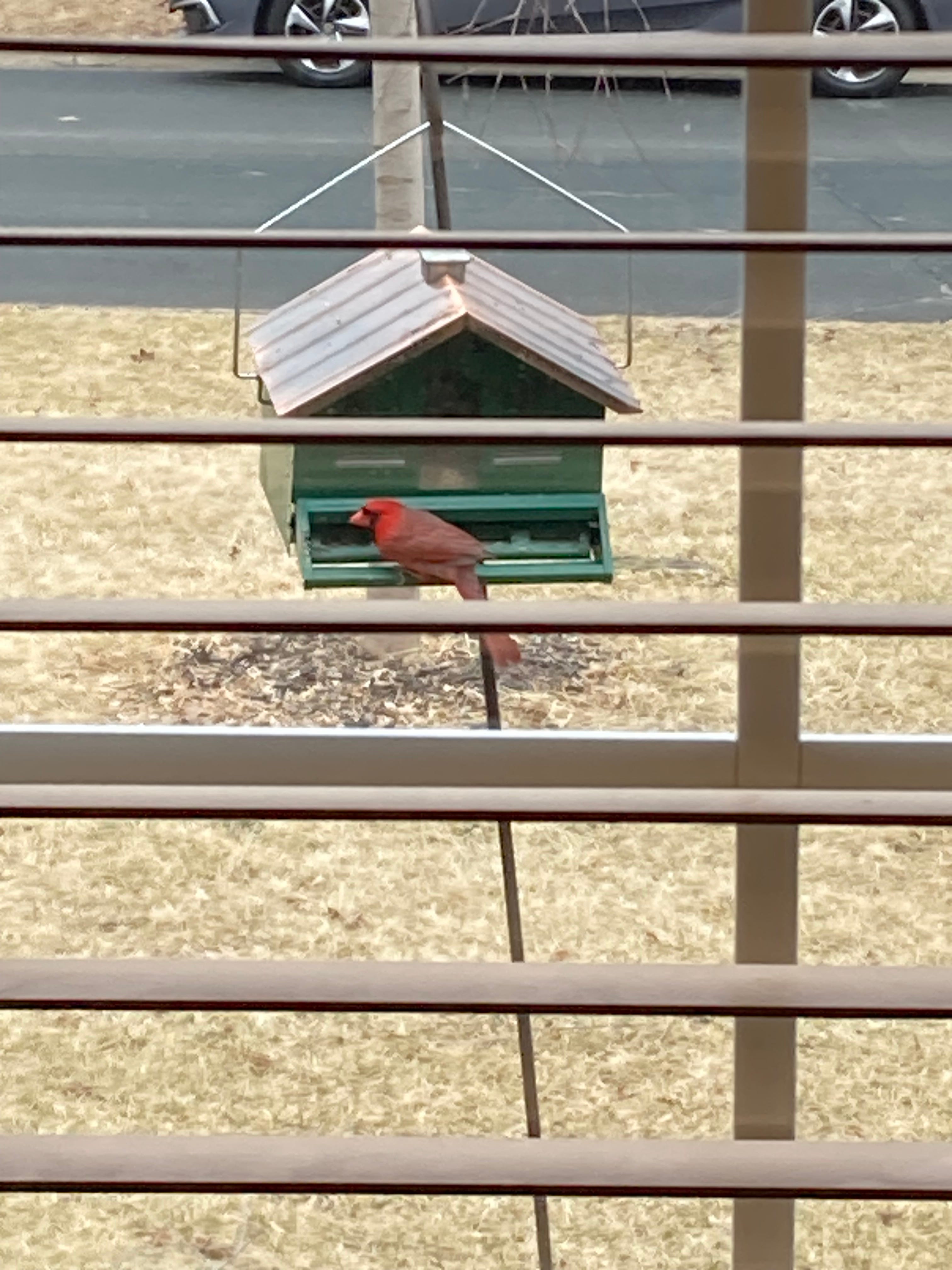 A real photo of  Perky-Pet® Squirrel-Be-Gone II Home Style Wild Bird Feeder by Mar bird lover (1)