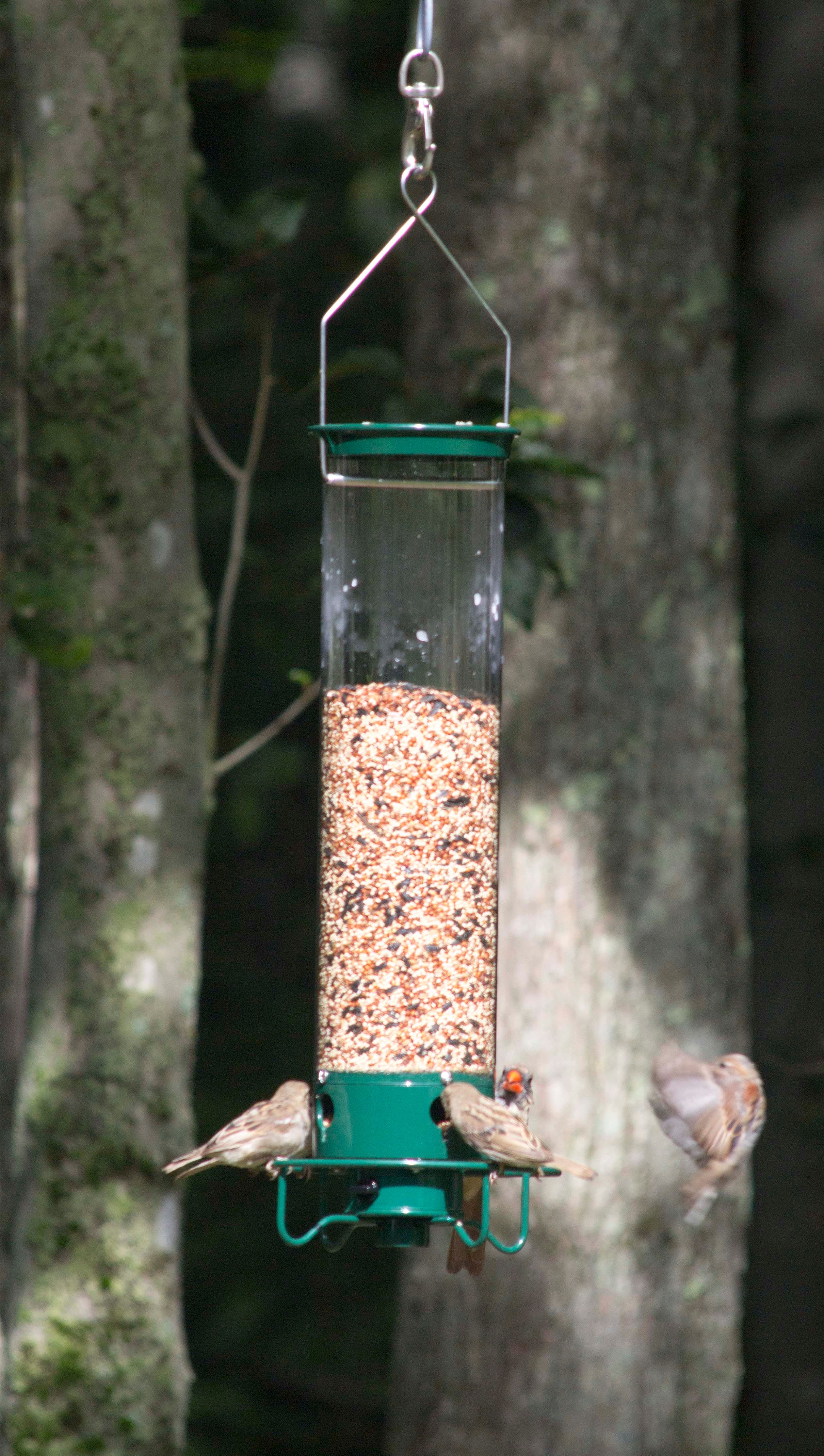 A real photo of  Droll Yankees® Yankee Flipper® Squirrel-Proof Bird Feeder - 5 lb by Ron (3)