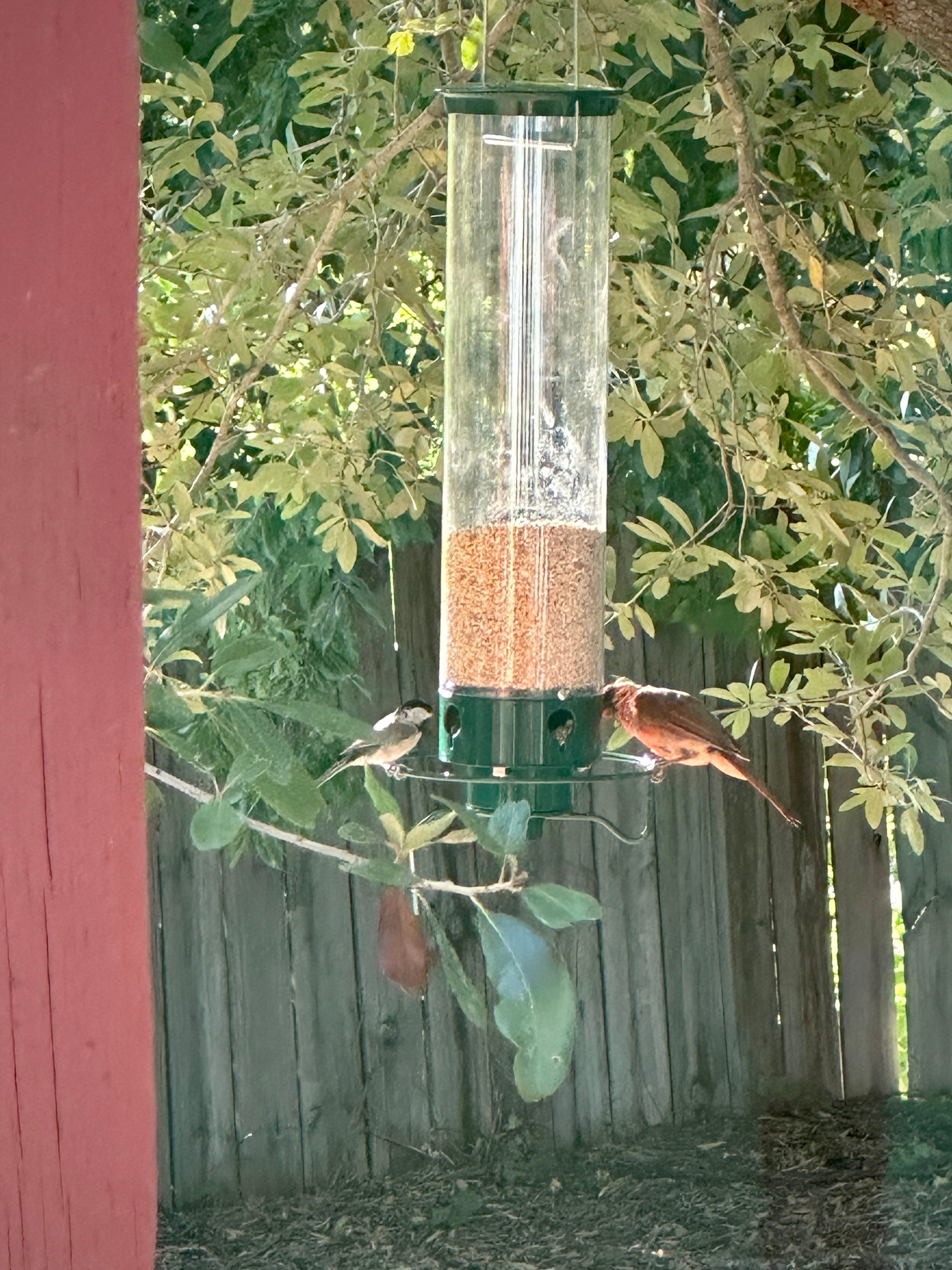 A real photo of Droll Yankees® Yankee Flipper® Squirrel-Proof Bird Feeder - 5 lb by coco (1)