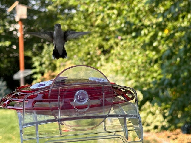 A real photo of  More Birds® Bird Health 3-in-1 Hummingbird Feeder - 6 oz by Charizard23 (5)