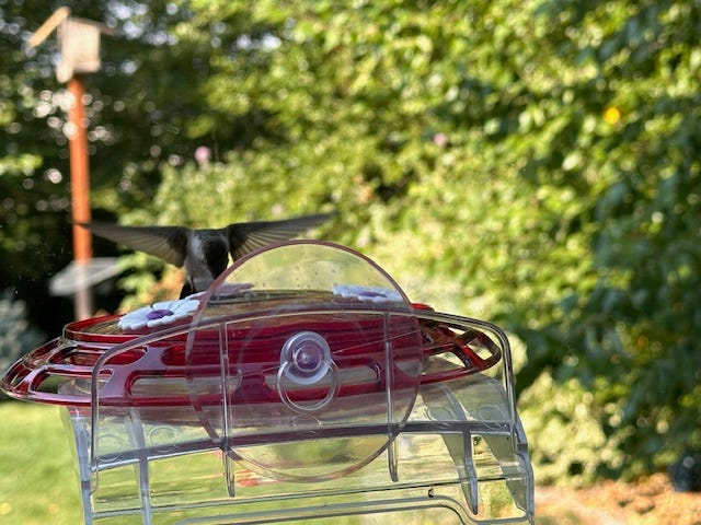 A real photo of  More Birds® Bird Health 3-in-1 Hummingbird Feeder - 6 oz by Charizard23 (4)