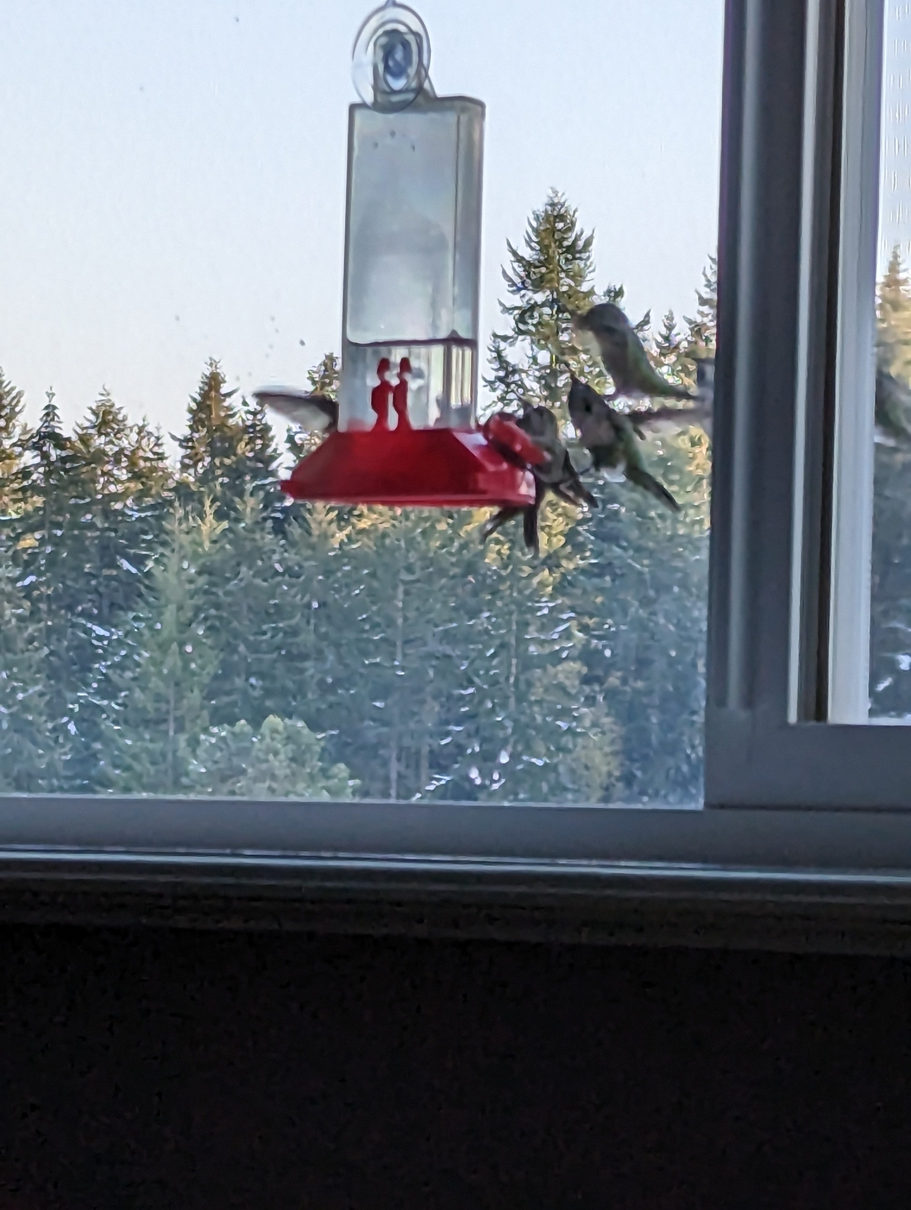 A real photo of  Perky-Pet® Window-Mount Hummingbird Feeder by Muck (1)