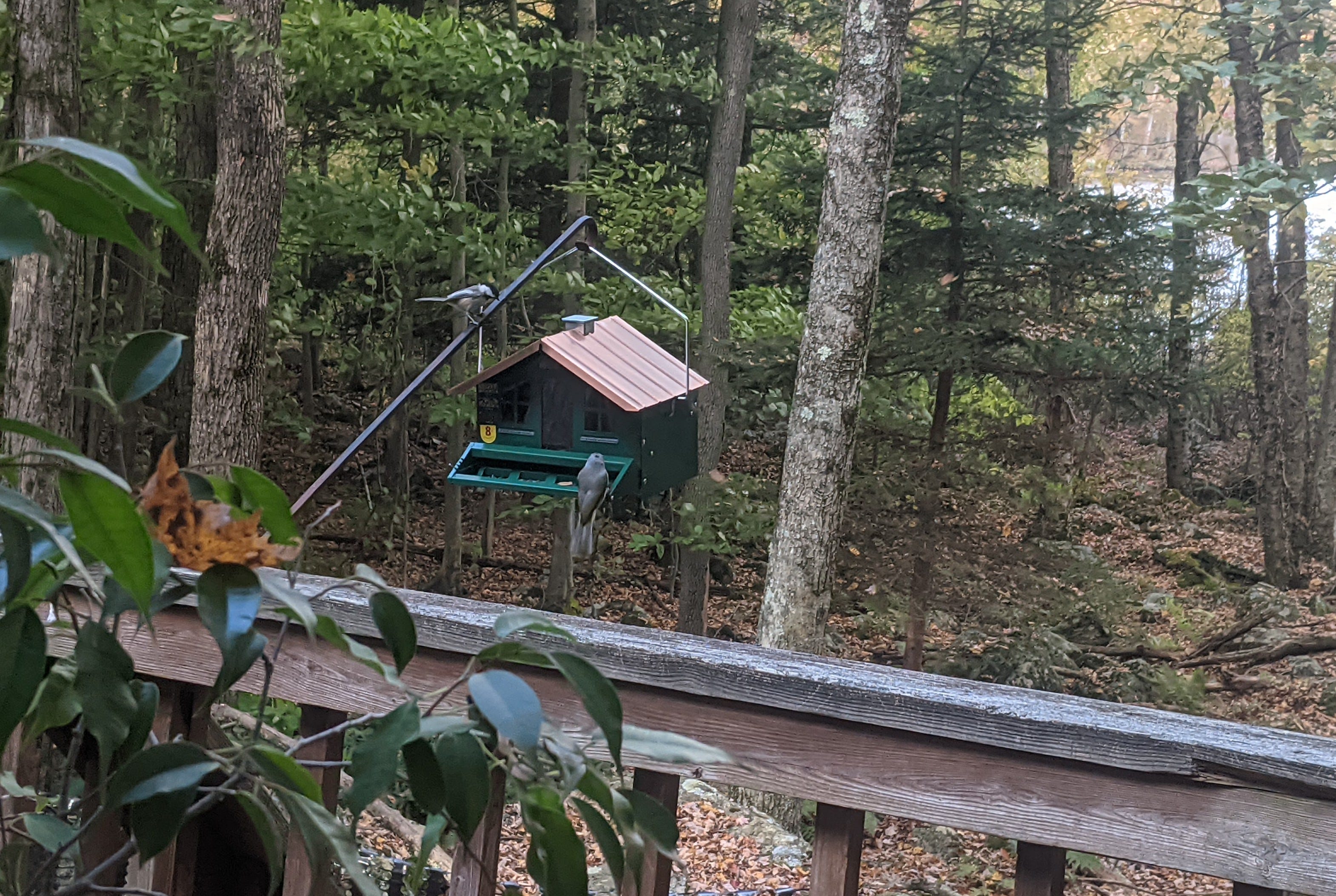 A real photo of  Perky-Pet® Squirrel-Be-Gone II Home Style Wild Bird Feeder by dvd94 (1)