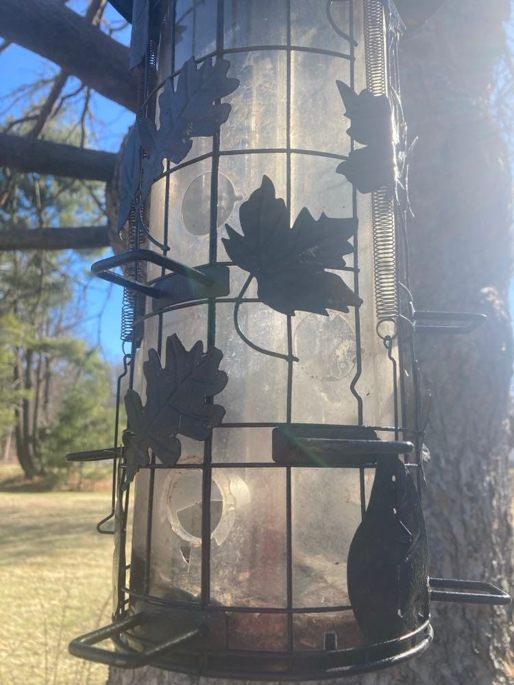 A real photo of  Perky-Pet® Squirrel-Be-Gone® III Wild Bird Feeder by ypdave (1)