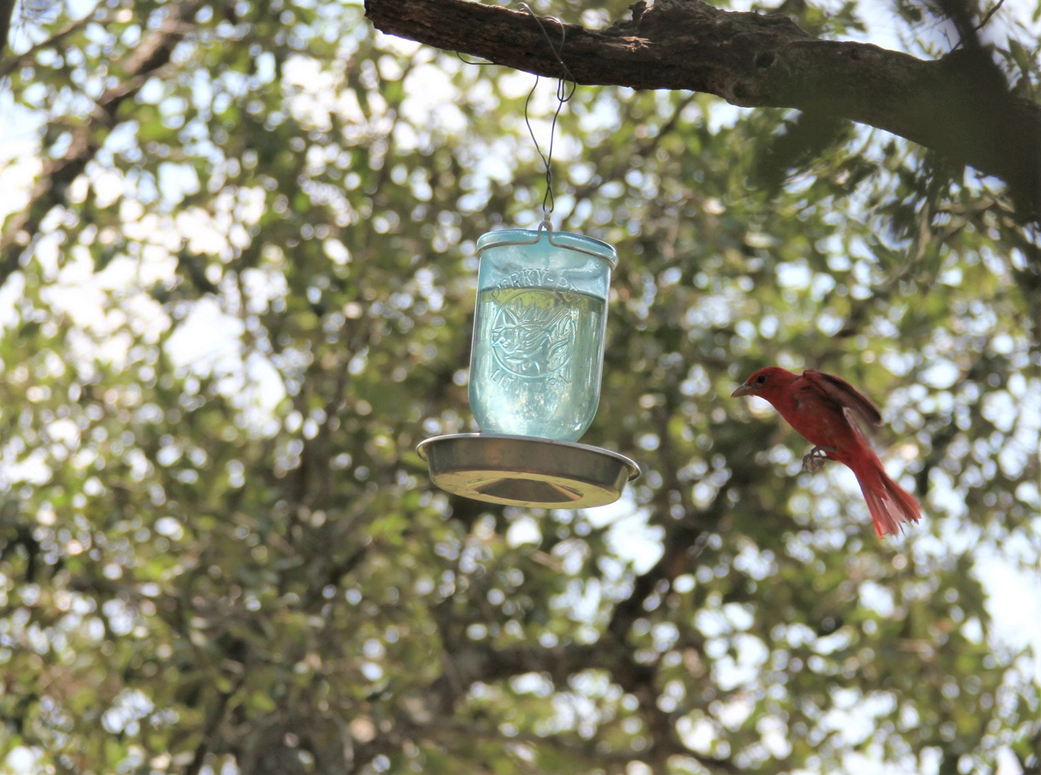A real photo of  Perky-Pet® Mason Jar Wild Bird Waterer by JJnTX (1)