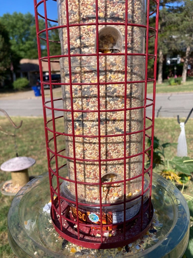 A real photo of  Perky-Pet® Easy Feeder by Bob2 (2)