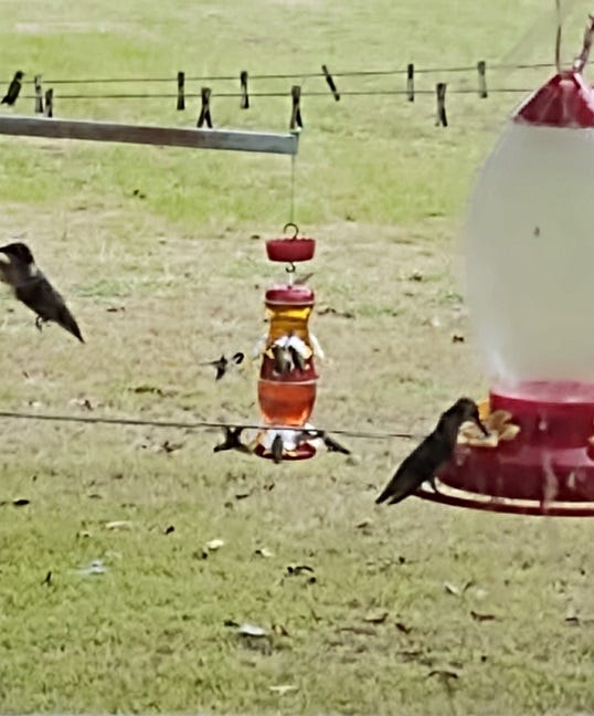 A real photo of  Perky-Pet® Double Decker Hummingbird Feeder by 1MadDragon (1)