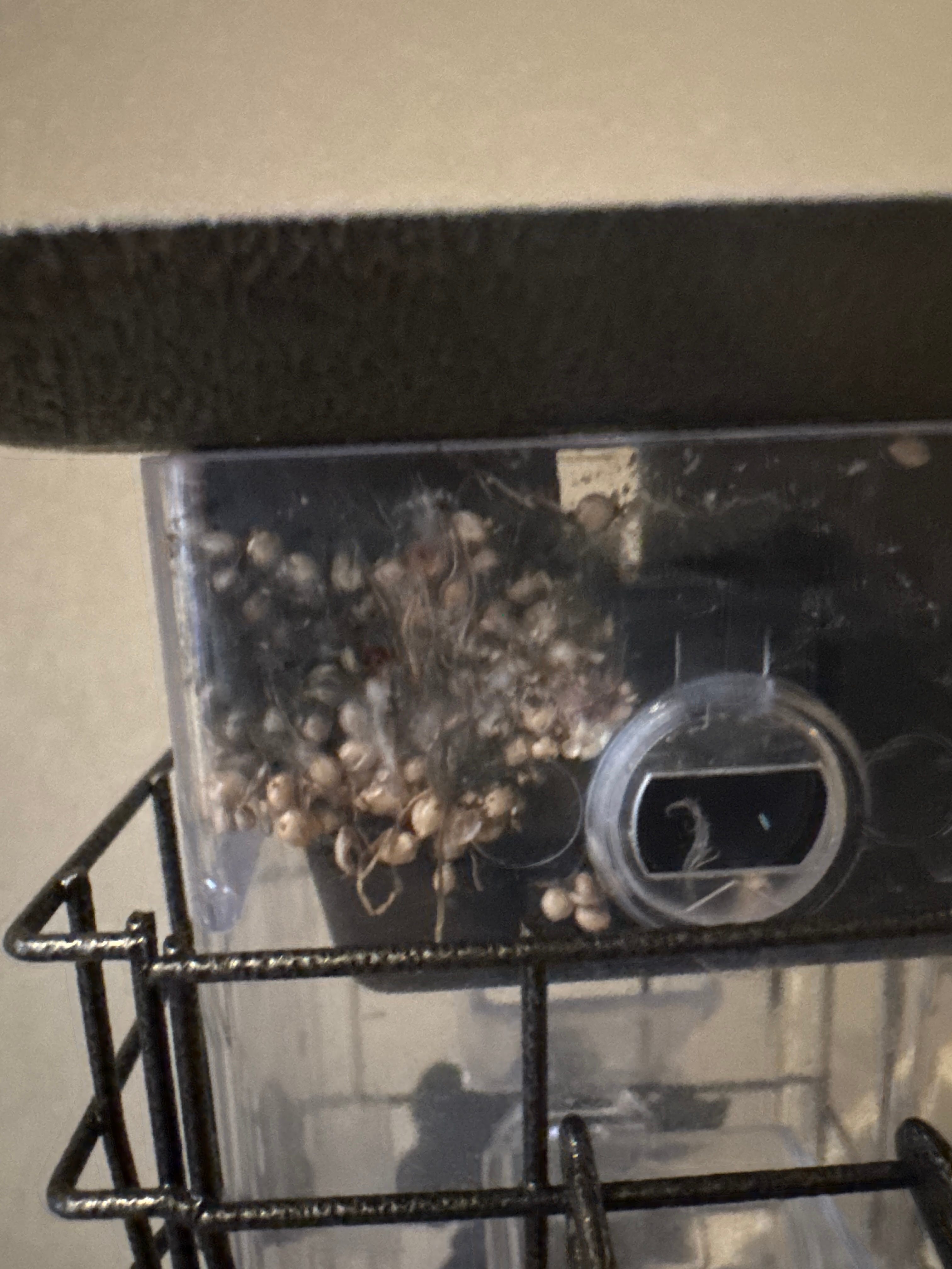 A real photo of  Perky-Pet® Squirrel-Be-Gone® Wild Bird Feeder by Terrible (1)