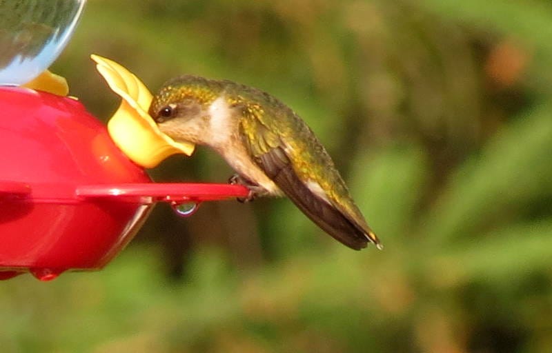 A real photo of  Perky-Pet® Yellow Petunia Top Fill Glass Hummingbird Feeder by sue (1)