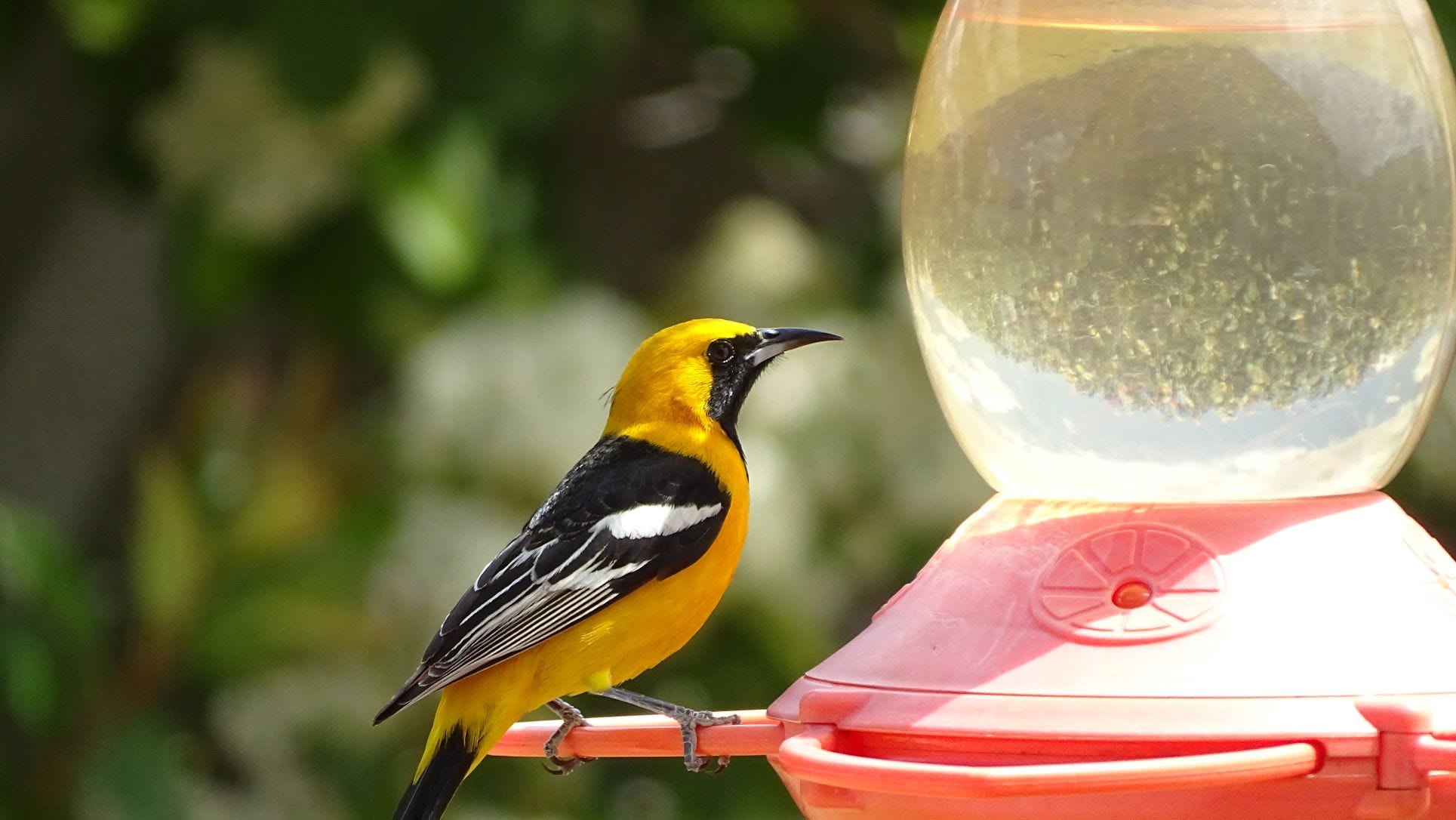 A real photo of  Perky-Pet® Plastic Oriole Feeder by Kokoloco (1)