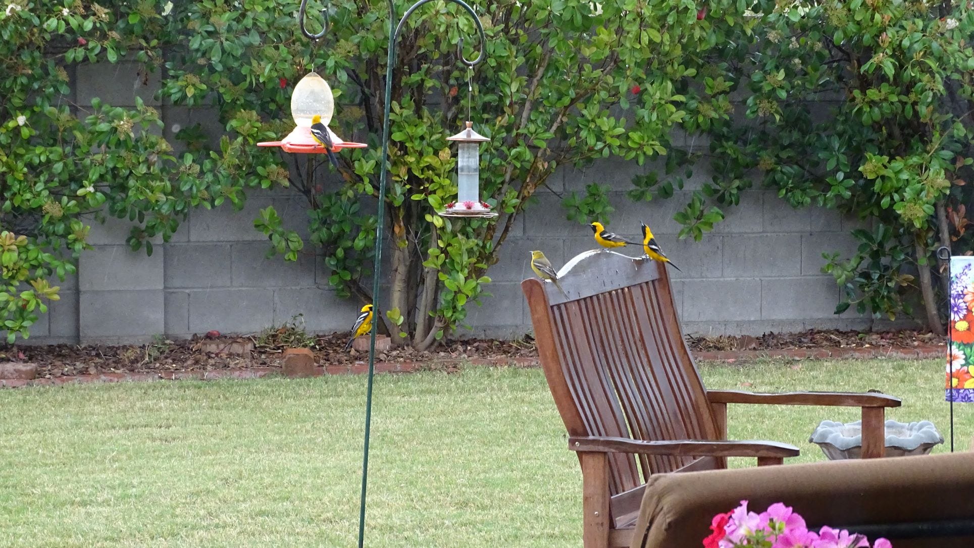 A real photo of  Perky-Pet® Plastic Oriole Feeder by Kokoloco (2)