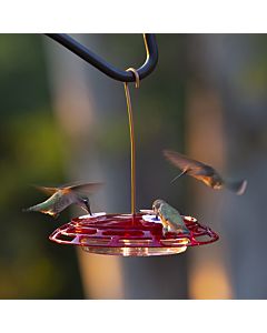 More Birds® Bird Health 3-in-1 Hummingbird Feeder - 6 oz, LIfestyle