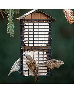 More Birds® Four Cake Suet Buffet Bird Feeder with Weather Guard, Lifestyle