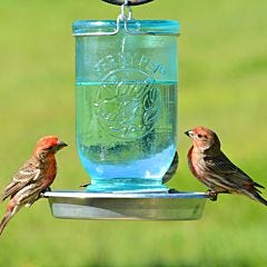 Perky-Pet® Mason Jar Wild Bird Waterer