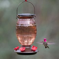 Perky-Pet® Prohibition Top-Fill Glass Hummingbird Feeder, Lifestyle
