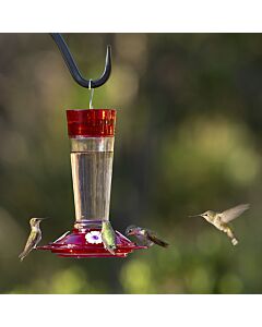 More Birds® Bird Health Ruby Glass Hummingbird Feeder with Ant Moat - 10 oz, Lifestyle