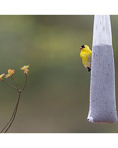 More Birds® Finch Sock Feeder - bird at feeder