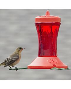 Perky-Pet® Oriole Feeder, Lifestyle