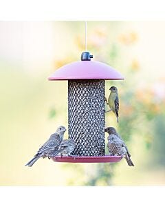 Perky-Pet® Small Peanut Mesh Bird Feeder - close up of bird perched and clinging at feeder