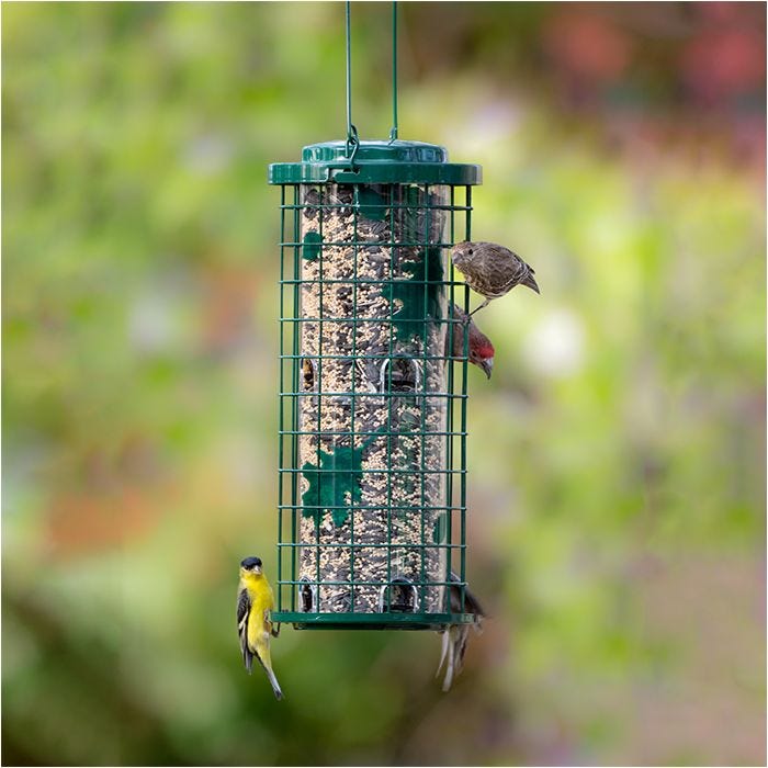 Perky-Pet® Squirrel Stumper Wild Bird Feeder