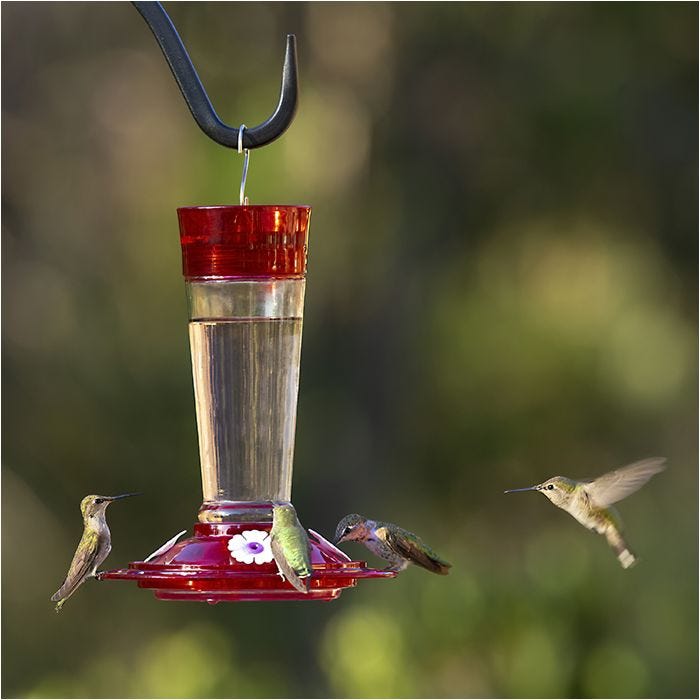 More Birds® Bird Health Ruby Glass Hummingbird Feeder with Ant Moat - 10 oz, Lifestyle