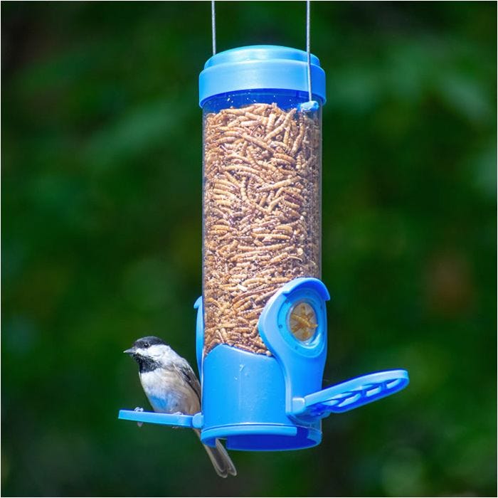 Bluebird mealworm feeder new arrivals