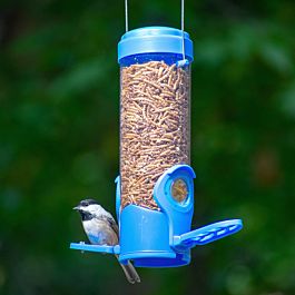 Automatic mealworm feeder 2025