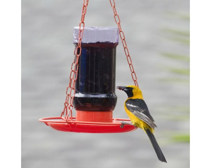 Perky-Pet® Oriole Jelly Feeder